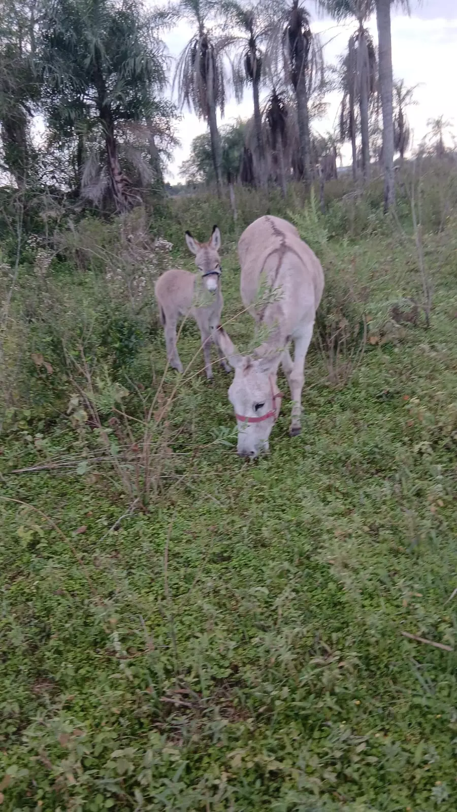 Finca Buddelboom, Gnadenhof, Tierheim, ein herz für Tiere, Esel, KUNU Aktion, werde Pate, Brigitte Fuzellier, Acuna, Altos, Paraguay auswandern