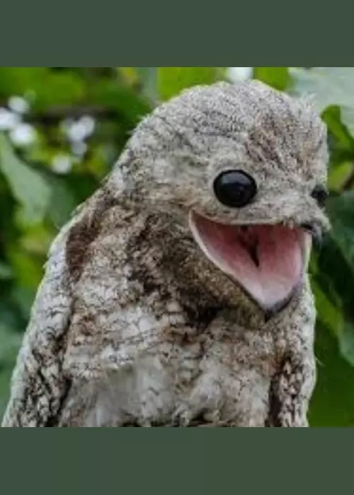 Buddelboom, Brigitte Fuzellier, Finca Buddelboom, Gnadenhof für Tiere, Pflanzenkurse, Tierschutz, spirituelle Kurse, Erlebniswochenende, Acuna, San Lorenzo, Oipic, Tierpaten, Spenden für den Gnadenhof, Hunde, Katzen, Esel, Schweine, Tiere aller Art, Auswanderer, Paraguay