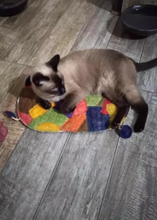 Buddelboom, Brigitte Fuzellier, Finca Buddelboom, Gnadenhof für Tiere, Pflanzenkurse, Tierschutz, spirituelle Kurse, Erlebniswochenende, Acuna, San Lorenzo, Oipic, Tierpaten, Spenden für den Gnadenhof, Hunde, Katzen, Esel, Schweine, Tiere aller Art, Auswanderer, Paraguay