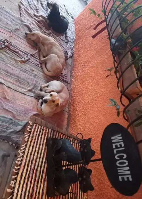 Buddelboom, Brigitte Fuzellier, Finca Buddelboom, Gnadenhof für Tiere, Pflanzenkurse, Tierschutz, spirituelle Kurse, Erlebniswochenende, Acuna, San Lorenzo, Oipic, Tierpaten, Spenden für den Gnadenhof, Hunde, Katzen, Esel, Schweine, Tiere aller Art, Auswanderer, Paraguay