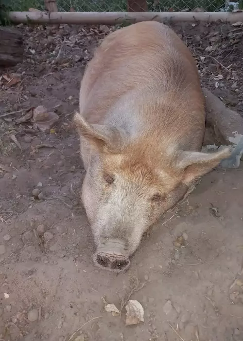 Buddelboom, Brigitte Fuzellier, Finca Buddelboom, Gnadenhof für Tiere, Pflanzenkurse, Tierschutz, spirituelle Kurse, Erlebniswochenende, Acuna, San Lorenzo, Oipic, Tierpaten, Spenden für den Gnadenhof, Hunde, Katzen, Esel, Schweine, Tiere aller Art, Auswanderer, Paraguay