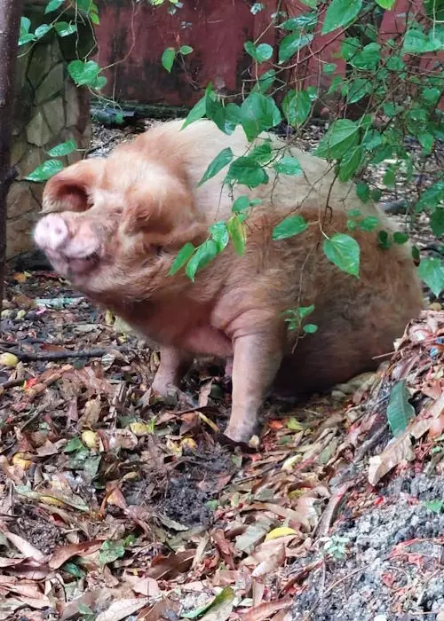 Buddelboom, Brigitte Fuzellier, Finca Buddelboom, Gnadenhof für Tiere, Pflanzenkurse, Tierschutz, spirituelle Kurse, Erlebniswochenende, Acuna, San Lorenzo, Oipic, Tierpaten, Spenden für den Gnadenhof, Hunde, Katzen, Esel, Schweine, Tiere aller Art, Auswanderer, Paraguay