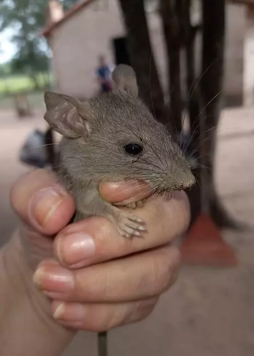 Buddelboom, Brigitte Fuzellier, Finca Buddelboom, Gnadenhof für Tiere, Pflanzenkurse, Tierschutz, spirituelle Kurse, Erlebniswochenende, Acuna, San Lorenzo, Oipic, Tierpaten, Spenden für den Gnadenhof, Hunde, Katzen, Esel, Schweine, Tiere aller Art, Auswanderer, Paraguay