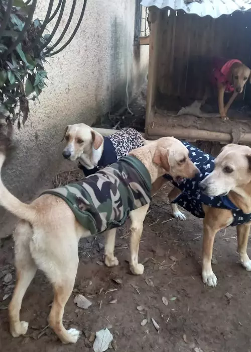 Buddelboom, Brigitte Fuzellier, Finca Buddelboom, Gnadenhof für Tiere, Pflanzenkurse, Tierschutz, spirituelle Kurse, Erlebniswochenende, Acuna, San Lorenzo, Oipic, Tierpaten, Spenden für den Gnadenhof, Hunde, Katzen, Esel, Schweine, Tiere aller Art, Auswanderer, Paraguay