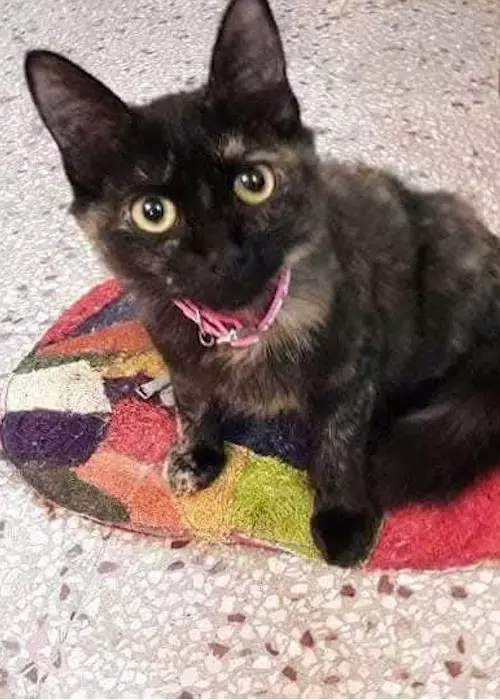 Buddelboom, Brigitte Fuzellier, Finca Buddelboom, Gnadenhof für Tiere, Pflanzenkurse, Tierschutz, spirituelle Kurse, Erlebniswochenende, Acuna, San Lorenzo, Oipic, Tierpaten, Spenden für den Gnadenhof, Hunde, Katzen, Esel, Schweine, Tiere aller Art, Auswanderer, Paraguay