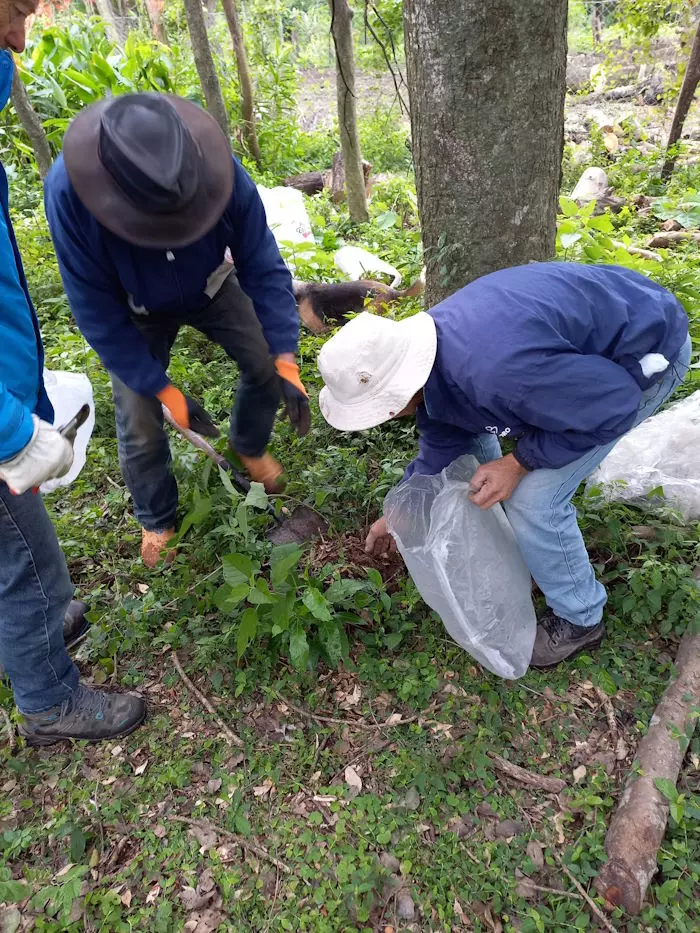 Buddelboom, Tageskurse, Intensivkurse, Kompakter Kurs, Zoom Webinar, Acuna, San Lornzo, Paraguay