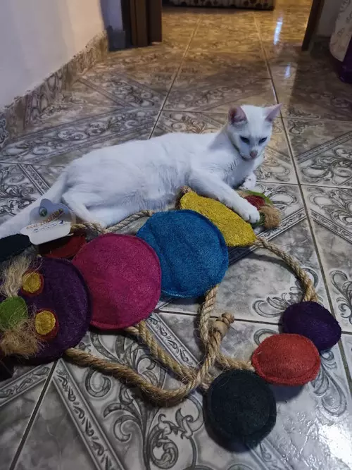 Werde Pate für unsere Tiere, Buddelboom, Paraguay